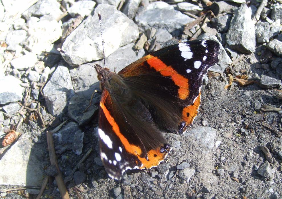 Vanessa atalanta
